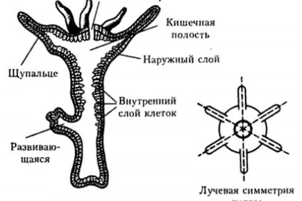 Kraken ссылка официальная